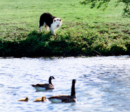 Geese Police dog Cap