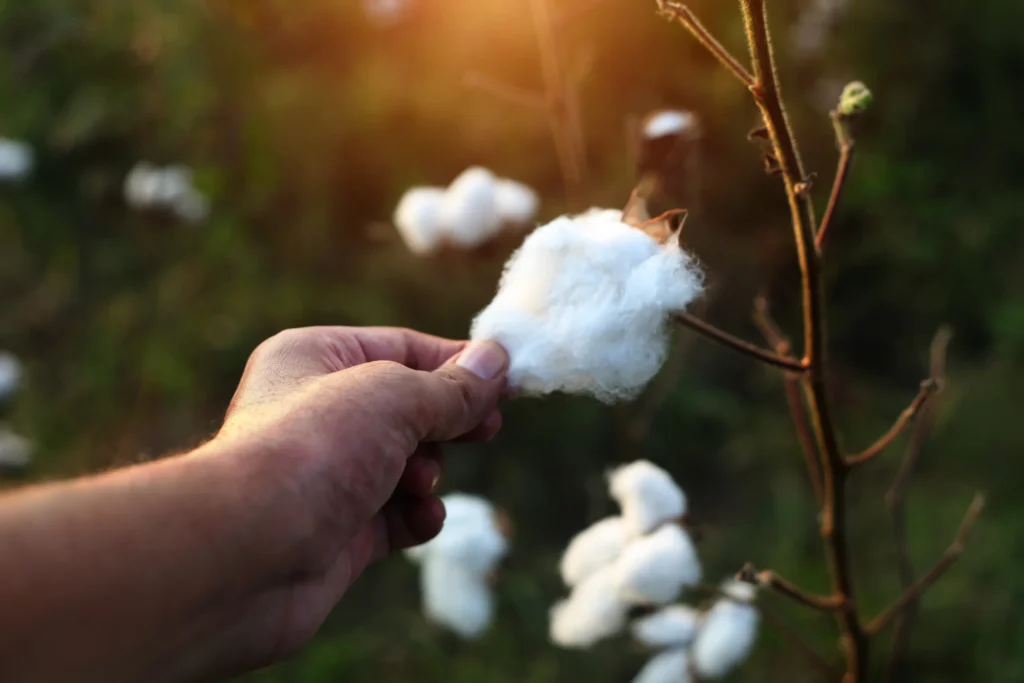 cotton picking
