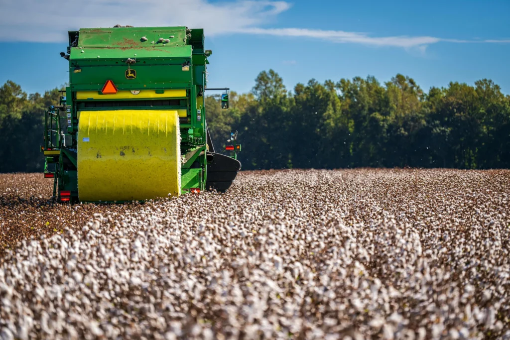 cotton picking